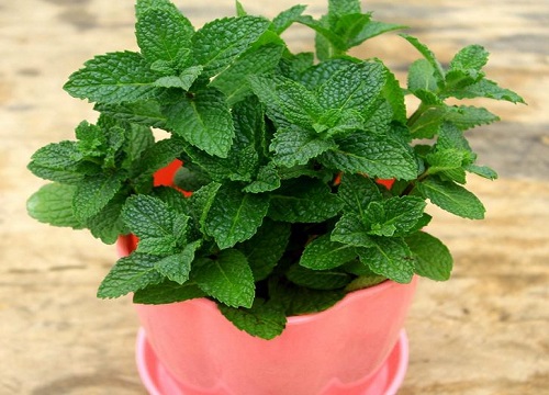 薄荷喜阴还是喜阳光的植物