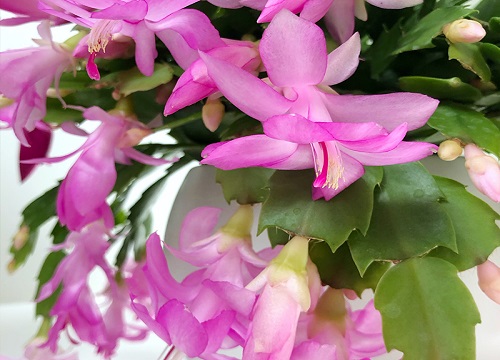 蟹爪兰开花需要把握哪些要点