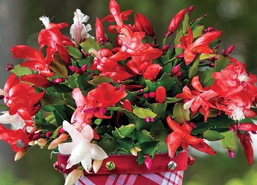 蟹爪兰开花需要把握哪些要点