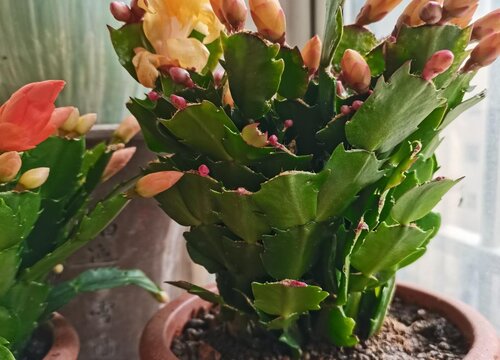 蟹爪兰开花需要把握哪些要点