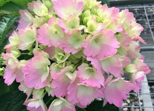 女朋友毕业送什么花好