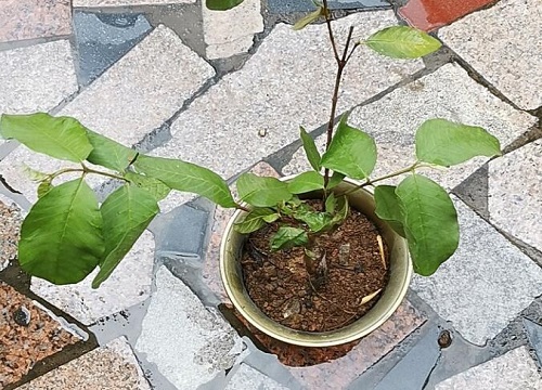 盆栽石榴怎么养长得好