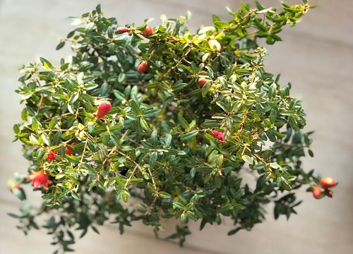 盆栽石榴怎么养长得好