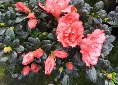 北方怎么养护杜鹃花才能避免落花落蕾现象