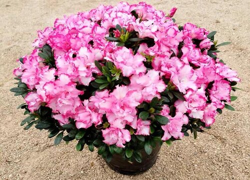 北方怎么养护杜鹃花才能避免落花落蕾现象