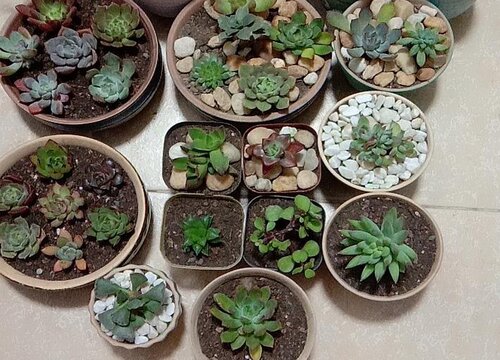 夏季多肉叶子长黑点该怎么处理