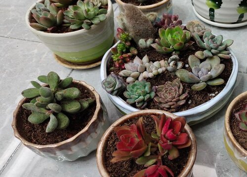 夏季多肉叶子长黑点该怎么处理