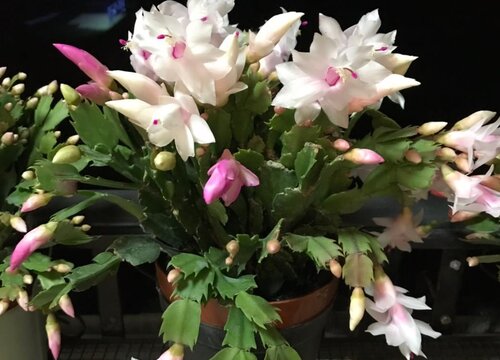 蟹爪兰换盆和没换盆的区别