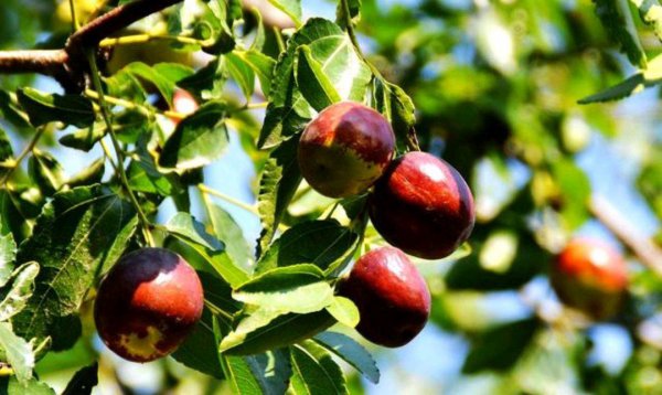 枣树种在院子什么位置好风水