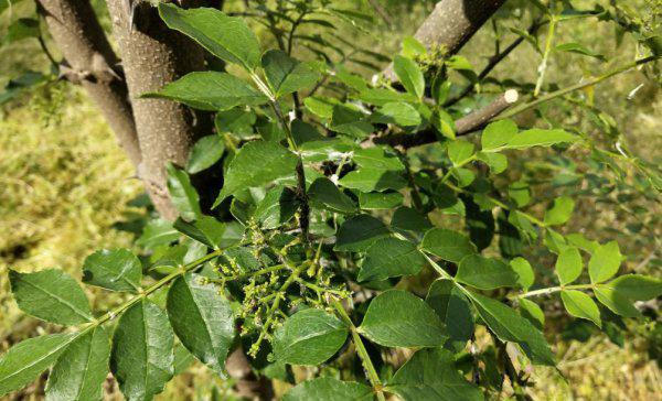 花椒树蚜虫很顽固用什么药能彻底清除