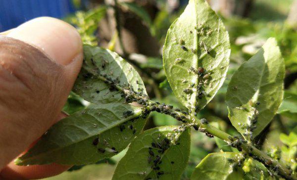 花椒树蚜虫很顽固用什么药能彻底清除