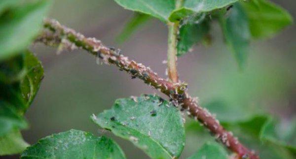 花椒树蚜虫很顽固用什么药能彻底清除