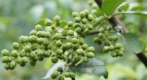 花椒树蚜虫很顽固用什么药能彻底清除