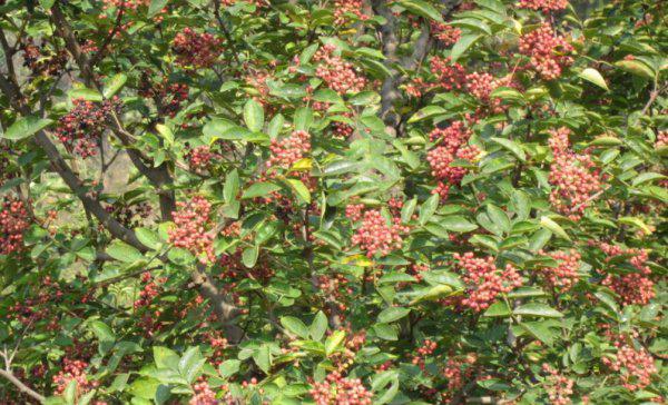 花椒树蚜虫很顽固用什么药能彻底清除