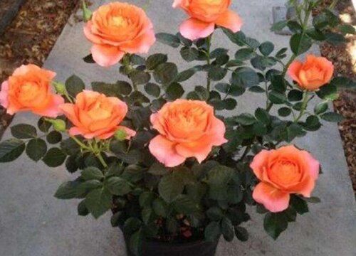 月季春季为什么换盆不成活