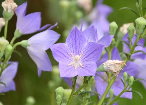 桔梗是热性还是凉性