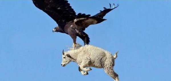 鹰和雕的区别图片