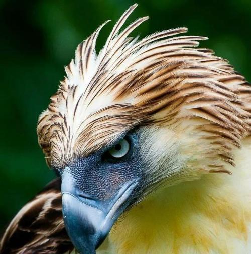 鹰和雕的区别图片