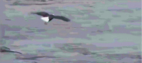 鹰和雕的区别图片