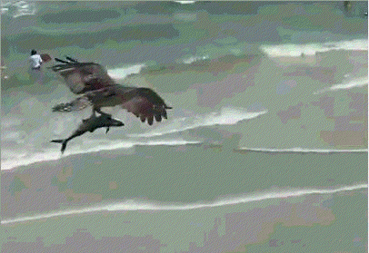 鹰和雕的区别图片