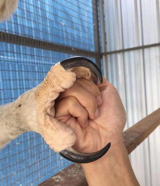 鹰和雕的区别图片