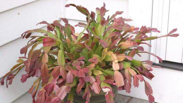 蟹爪兰换盆方法和注意事项