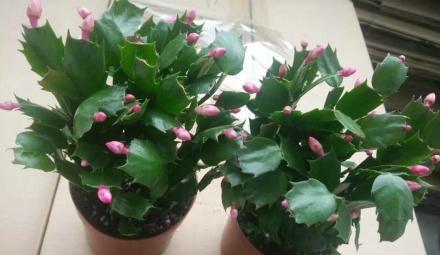 蟹爪兰换盆方法和注意事项