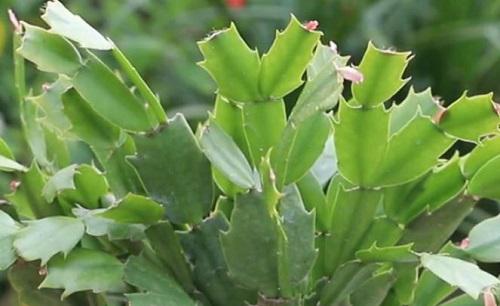 蟹爪兰换盆方法和注意事项