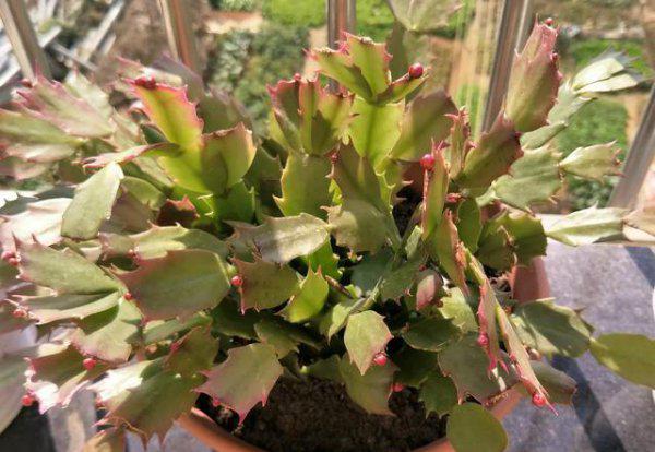 蟹爪兰换盆方法和注意事项