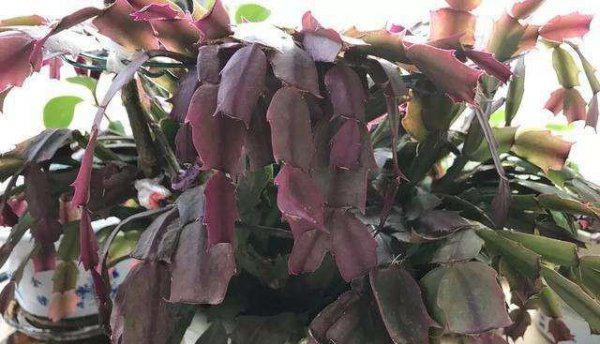 蟹爪兰换盆方法和注意事项