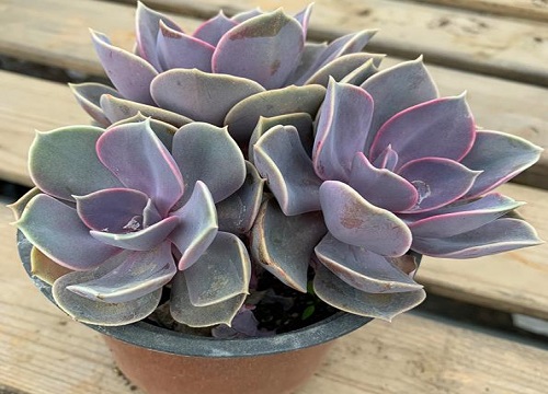 多肉7月份怎么养殖与浇水