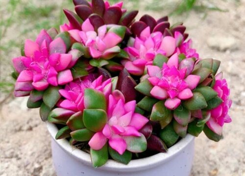 多肉7月份怎么养殖与浇水