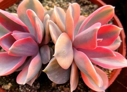 多肉7月份怎么养殖与浇水