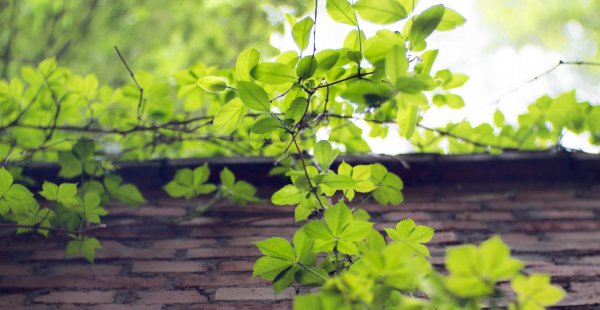 心机重是什么意思