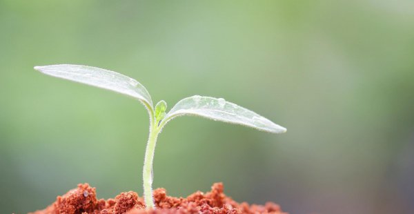 心机重是什么意思