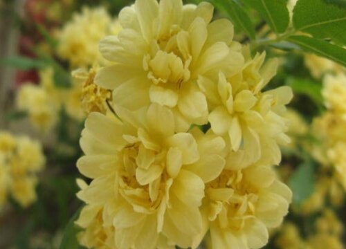 木香花的风水禁忌