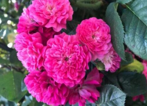 木香花的风水禁忌