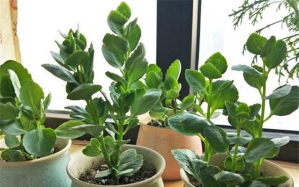 为什么我家的长寿花不开花