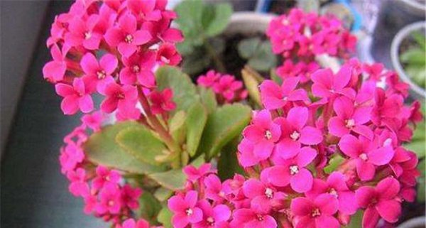 为什么我家的长寿花不开花