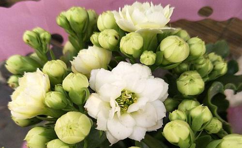 为什么我家的长寿花不开花