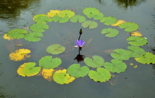 蓝莲花什么时候开花