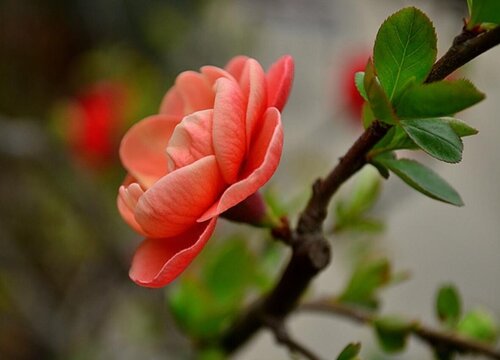 日本海棠一年开几次花
