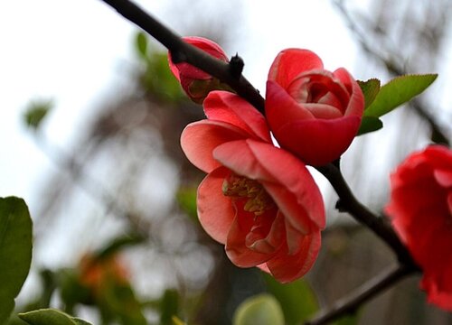 日本海棠一年开几次花