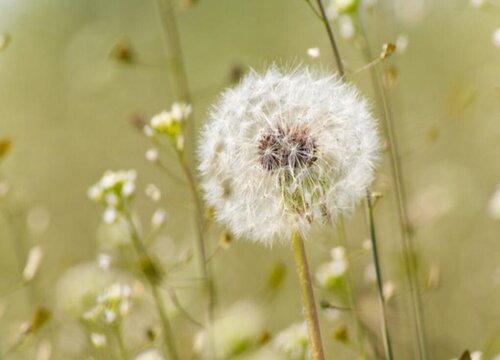 蒲公英是什么花序类型
