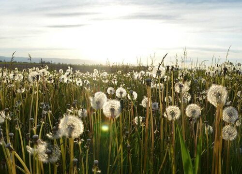 蒲公英是什么花序类型