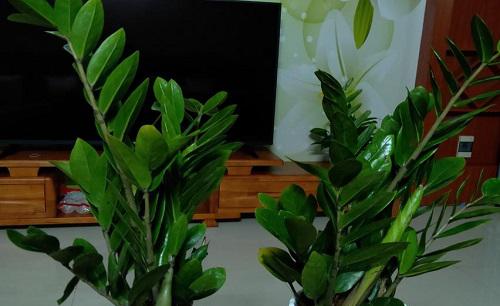 金钱树太大了怎样分株