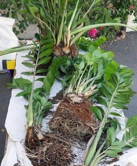 金钱树太大了怎样分株