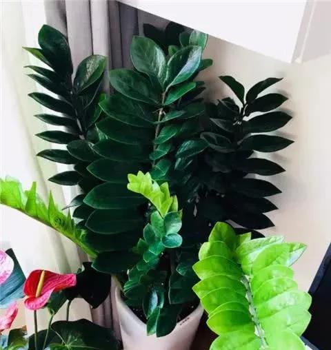 金钱树太大了怎样分株