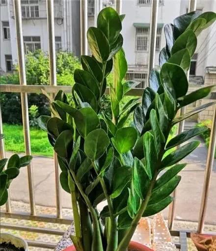 金钱树太大了怎样分株