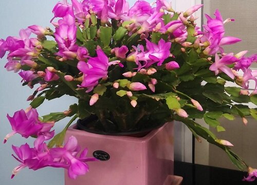 三伏天蟹爪兰最怕什么